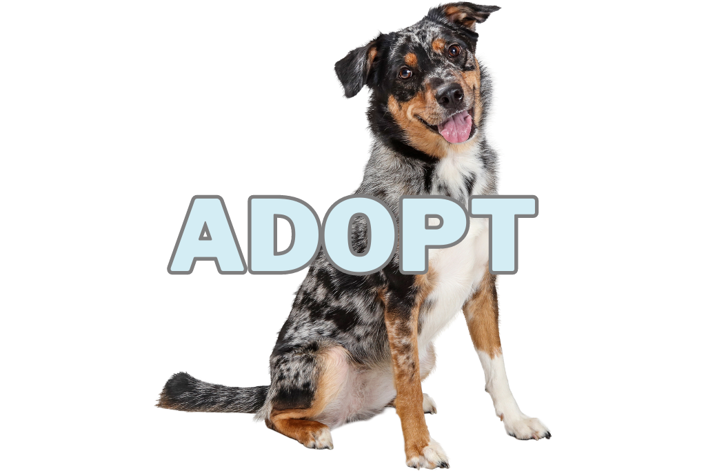 adopt an arnne dog