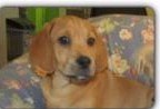 beagle pup1