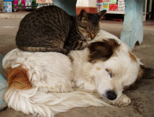 cat sleeps on dog